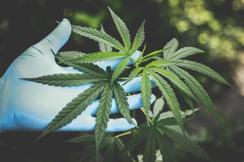 Hemp Protein: The Missing Link in Your Nutritional Routine